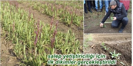 Salep Üretimi Başlıyor