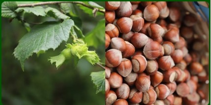 Giresun Tombul Fındığına Avrupa Birliği’nden Tescil
