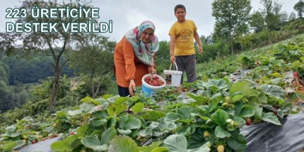 Samsun’da Çilek Üretimi Artıyor