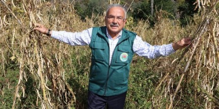 Üretim Alanları Arttırılan Akkuş Şeker Fasulyesinde Hasat Başladı