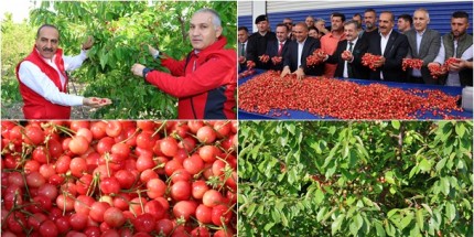 2023’ün İlk Kirazı Hasat Edildi