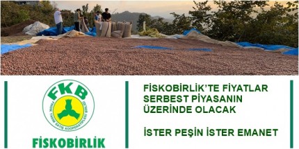FİSKOBİRLİK Fındık Alımlarına Başladı