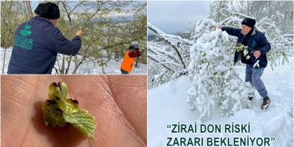 ORTAR, Fındık Hasar Tespiti İçin Sahada