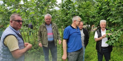 Ulusal Fındık Konseyi, Gürcistan’da