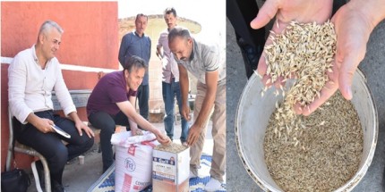 Yakakent Belediyesi’den Kavılca (Siyez) Buğday Projesi 