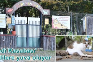 Samsun Büyükşehir’in Kedi Kasabası Türkiye’de Örnek Oluyor