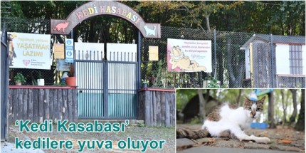 Samsun Büyükşehir’in Kedi Kasabası Türkiye’de Örnek Oluyor