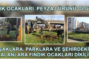 ‘Fındığın Başkenti Giresun’a Yakışır Uygulama 