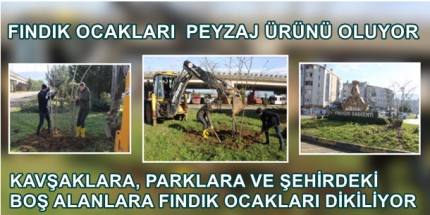 ‘Fındığın Başkenti Giresun’a Yakışır Uygulama 